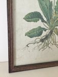 画像3: 木製フレーム付き 植物画・プリムラ