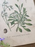画像4: フランス 1900年初頭の 植物画2枚セット