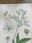 画像6: フランス 1900年初頭の 植物画2枚セット