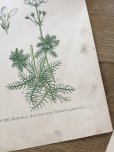 画像4: フランス 1900年初頭の 植物画2枚セット
