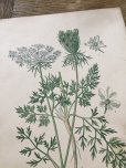 画像3: フランス 1900年初頭の 植物画2枚セット