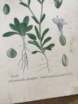 画像7: フランス 1900年初頭の 植物画2枚セット