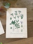 画像5: フランス 1900年初頭の 植物画2枚セット