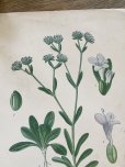 画像6: フランス 1900年初頭の 植物画2枚セット