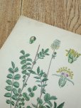 画像4: フランス 1900年初頭の 植物画