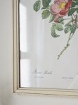 画像6: フランス 木製フレーム付きルドゥーテ　オールドローズ画