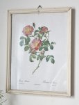 画像2: フランス<br/>木製フレーム付きルドゥーテ　オールドローズ画 (2)