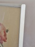 画像11: フランス 木製フレーム付きルドゥーテ　オールドローズ画