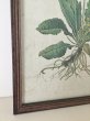 画像3: 木製フレーム付き 植物画・プリムラ (3)