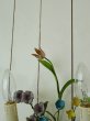 画像10: フランス 小花がかわいい アイアン製ウォールライト (10)