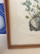 画像3: フランス フレーム付き オダマキの植物画 (3)