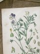 画像3: フランス 1900年初頭の 植物画2枚セット (3)