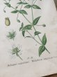 画像7: フランス 1900年初頭の 植物画2枚セット (7)