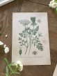 画像2: フランス 1900年初頭の 植物画2枚セット (2)