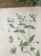 画像6: フランス 1900年初頭の 植物画2枚セット (6)