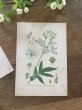 画像5: フランス 1900年初頭の 植物画2枚セット (5)