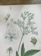 画像6: フランス 1900年初頭の 植物画2枚セット (6)