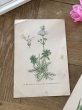 画像2: フランス 1900年初頭の 植物画2枚セット (2)