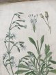 画像3: フランス 1900年初頭の 植物画2枚セット (3)