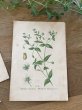 画像5: フランス 1900年初頭の 植物画2枚セット (5)