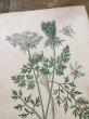 画像3: フランス 1900年初頭の 植物画2枚セット (3)