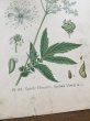 画像7: フランス 1900年初頭の 植物画2枚セット (7)