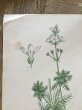 画像3: フランス 1900年初頭の 植物画2枚セット (3)