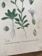 画像7: フランス 1900年初頭の 植物画2枚セット (7)