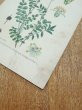 画像7: フランス 1900年初頭の 植物画 (7)