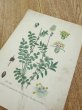 画像3: フランス 1900年初頭の 植物画 (3)