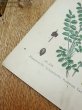 画像6: フランス 1900年初頭の 植物画 (6)