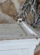 画像10: フランス カップを掛けることができる ウォールキャビネット (10)